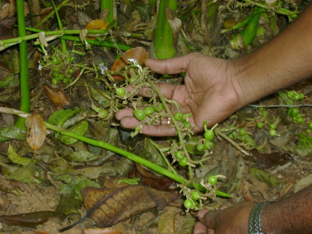 Cardamom-Plant