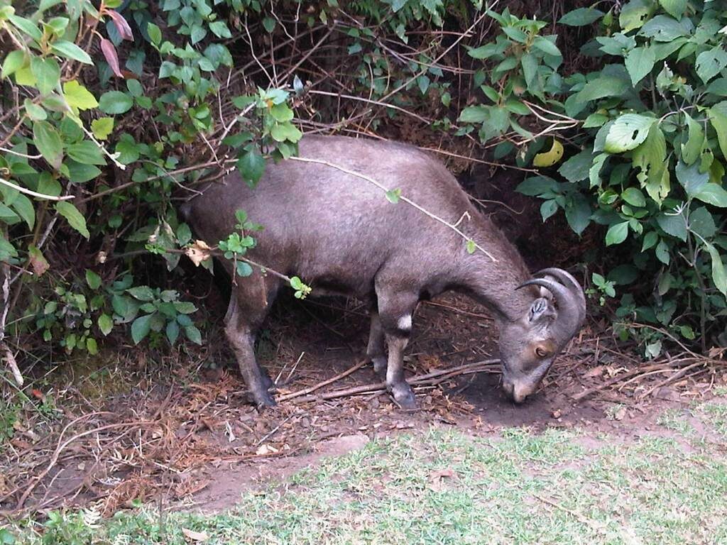 Nilgiri-Thar