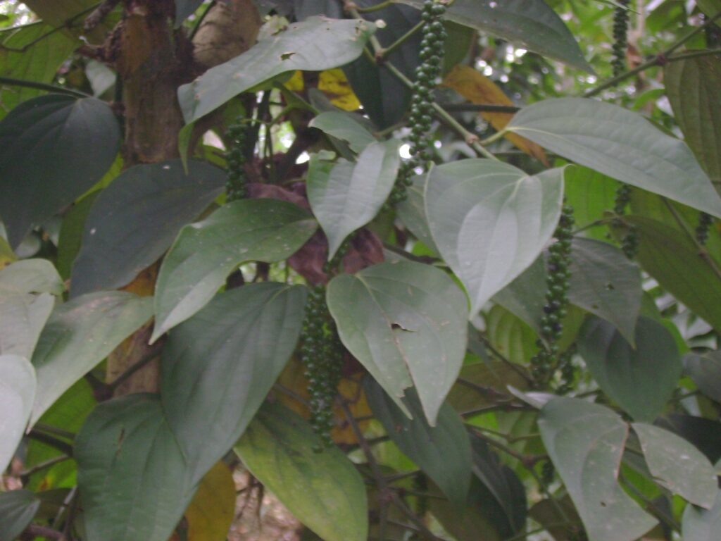 Pepper-climber