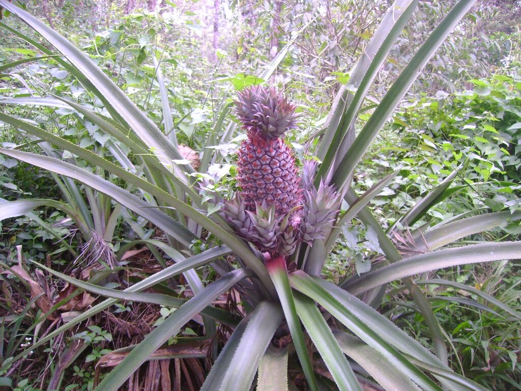 Pine-Apple