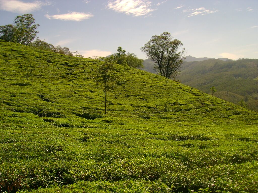 Tea-Plantation