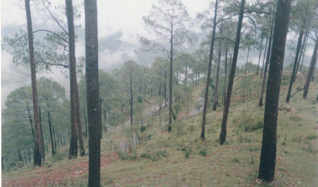 Oak Trees