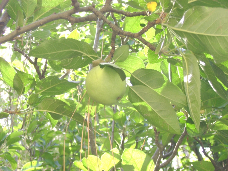 Apple Tree