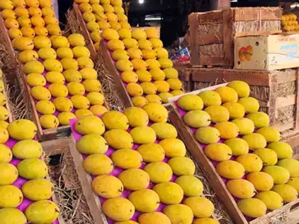 Ratnagiri Alphonso (‘Hapus’) mangoes.