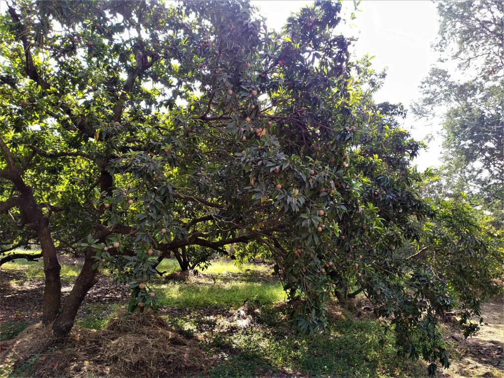 Chikoo orchard