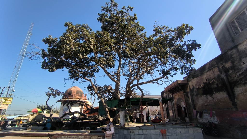 Cheer Ghat -Kadamba tree