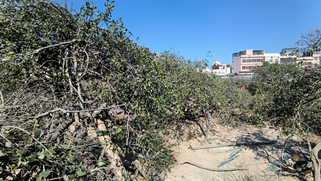 Nidhivan-Tulsi Trees