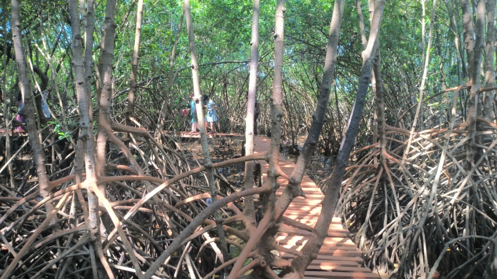 Mangrove Boardwalk