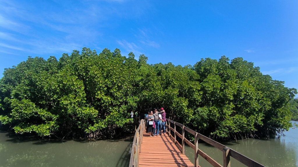 Mangrove Boardwalk