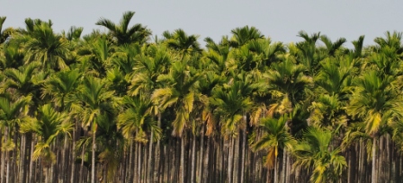 Plantations along the Highway