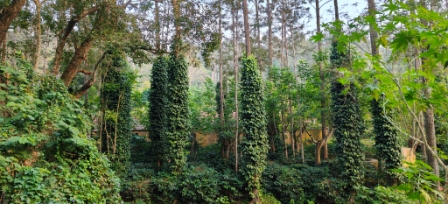 Pepper Plantations