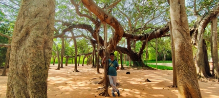 The Banyan Tree - Geographical centre of Auroville