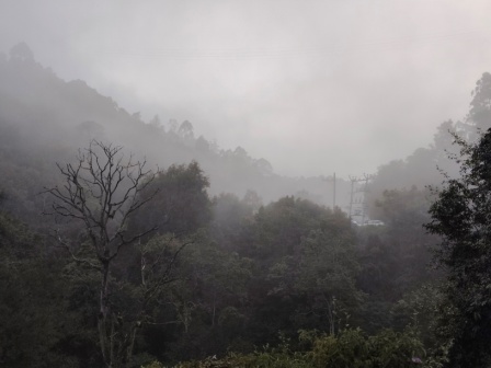 Lush greenery with misty air