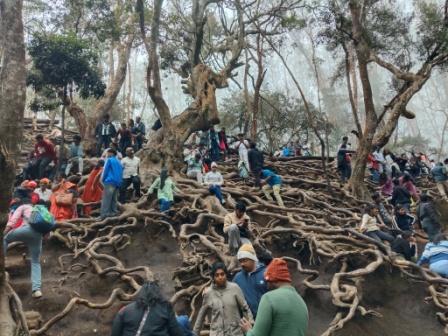 Intertwined tree roots near Guna Caves