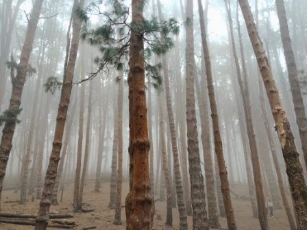 Pine Forest