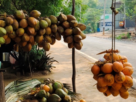 Golden coconuts