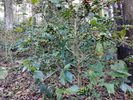Coffee plant