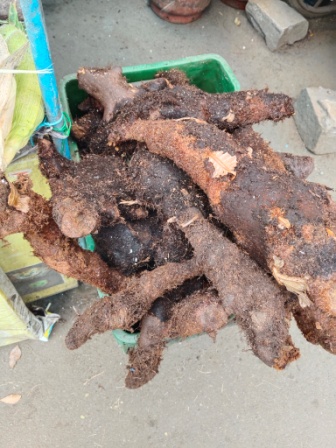 Kizhangu Tubers