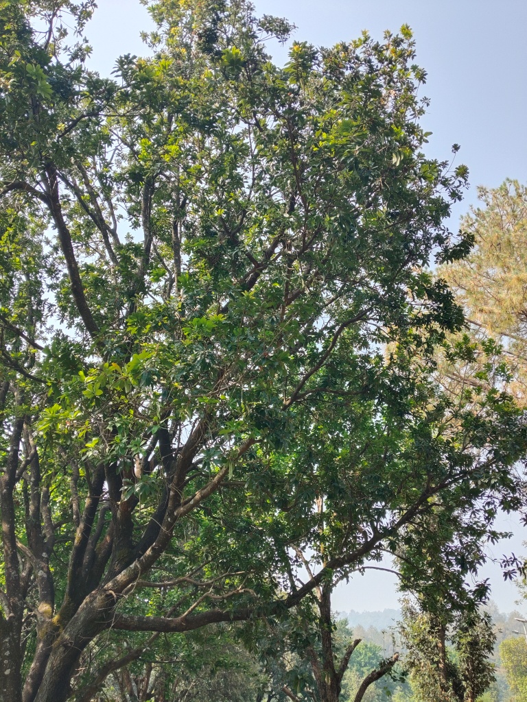 Kafal tree