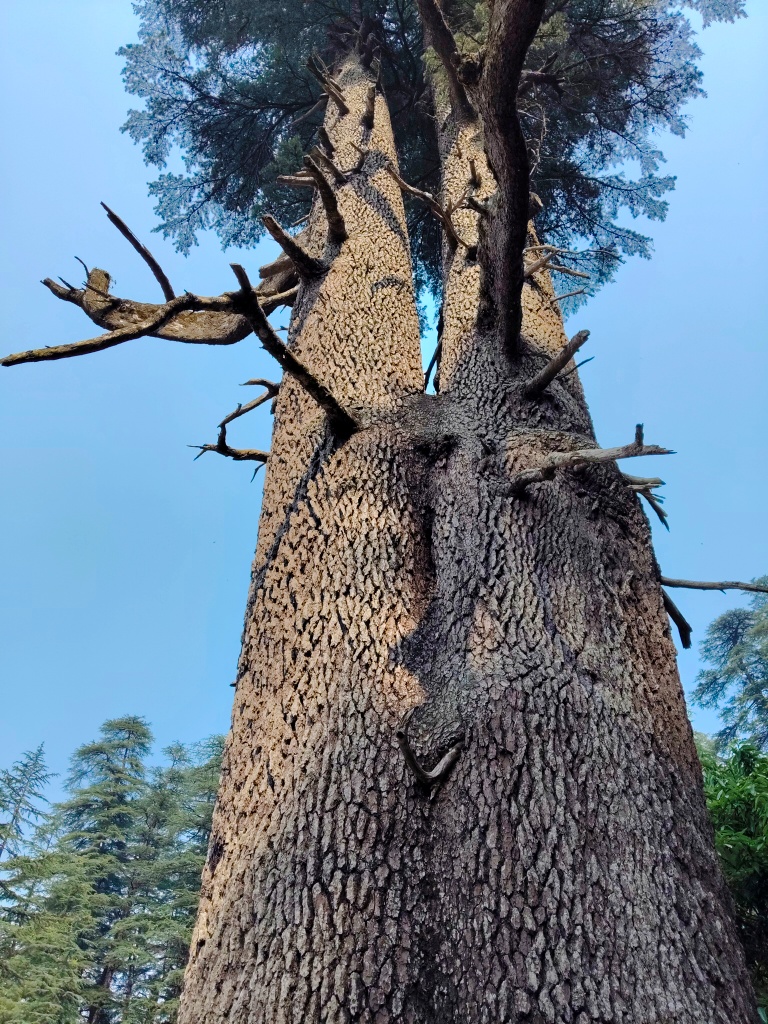 Joint trees